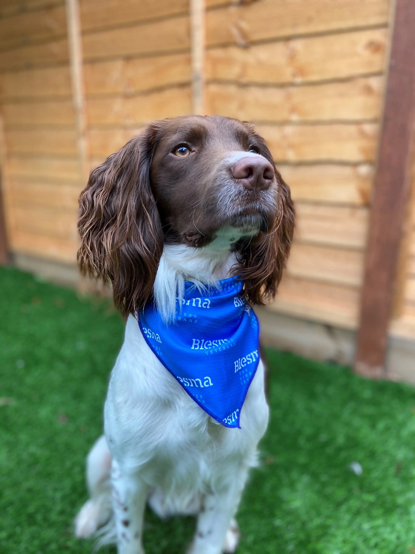 Blesma Dog Bandana